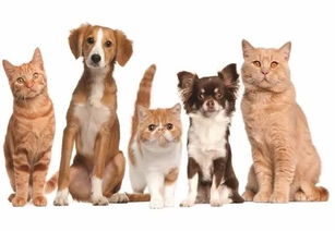 2018巴西寵物展,我們繼續(xù) 打call 提前預(yù)定可享受最大優(yōu)惠