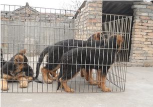 優(yōu)良品種德國牧羊犬，成都寵物誠信交易指南